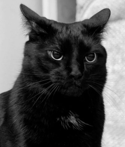 Косоглазый черный кот