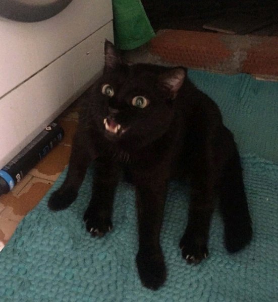 Мемы с чёрными котами