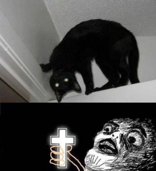 Кот экзорцист