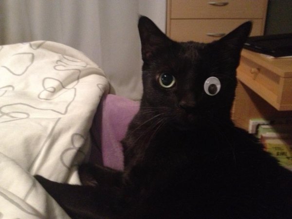 Мемы с чёрными котами