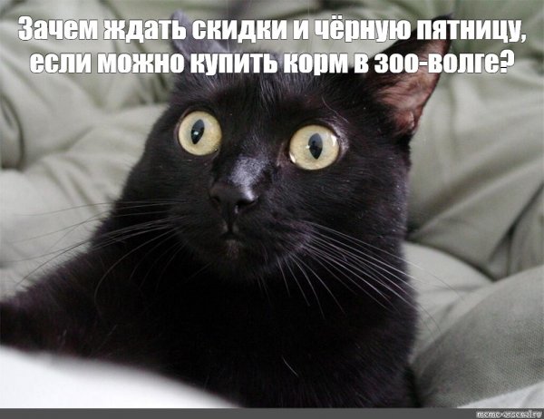 Мемы с чёрными котами