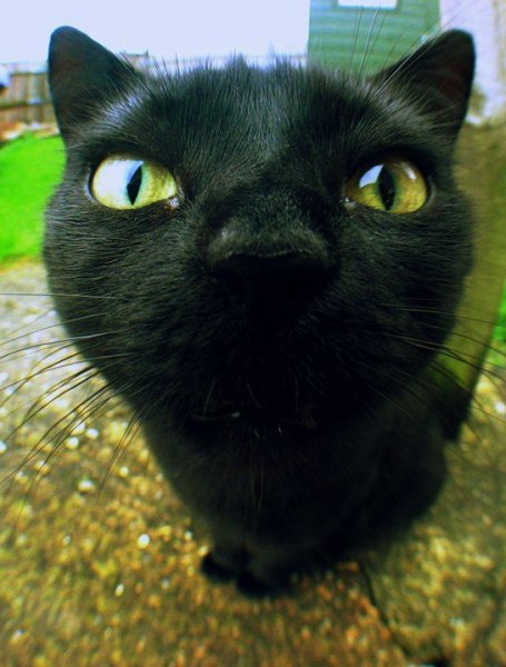 Кот Мем