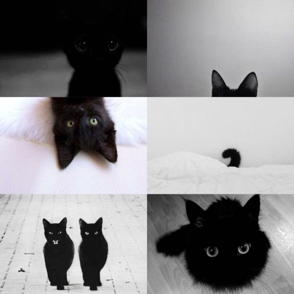 Мемы с черным котом