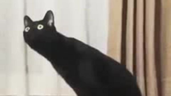 Кот нихуясе
