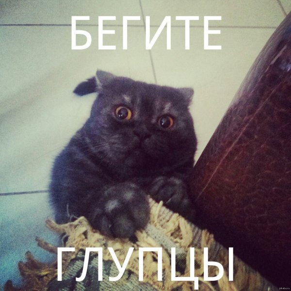 Бегите глупцы