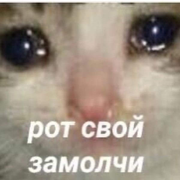 Плачущий кот