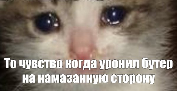 Плачущий кот