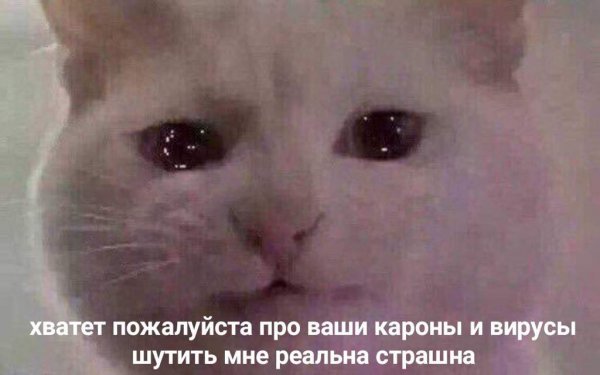 Кот плачет Мем