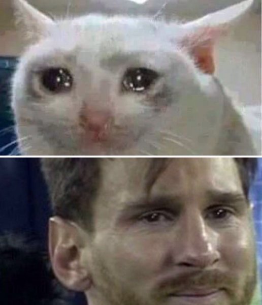 Плачущий кот из мема