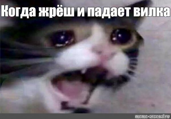 Кошка плачет Мем