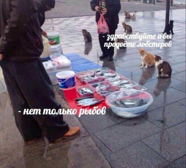 Котики и рыбы Мем
