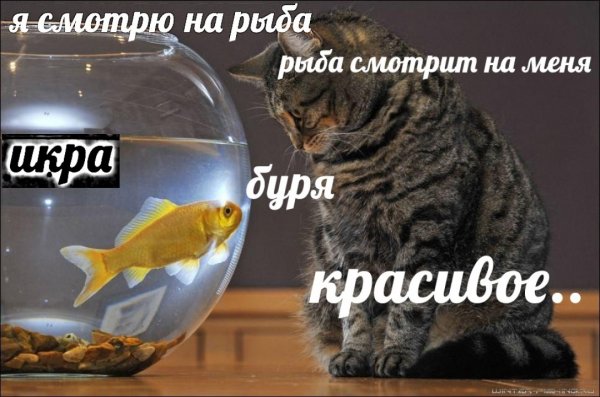 Коты вы продаете Рыбов