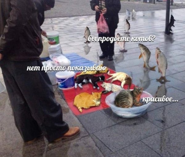 Красивое Мем про котов