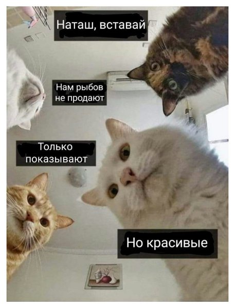 Красивое кот Мем Рыбов