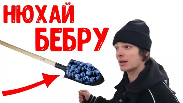 Бебра Мем
