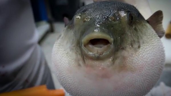 Fugu Fish eats Carrot