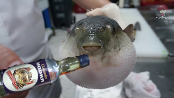 Bruh рыба фугу