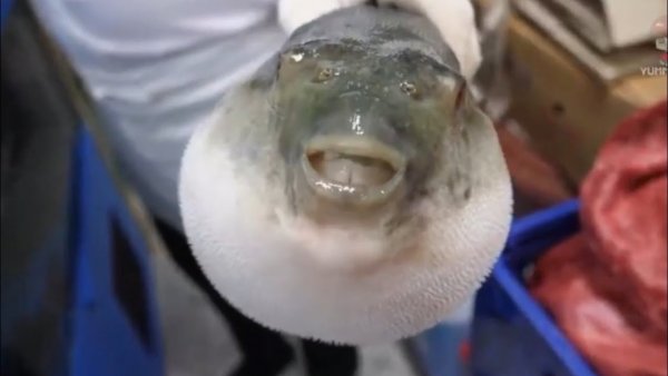 Рыбка фугу ест морковку