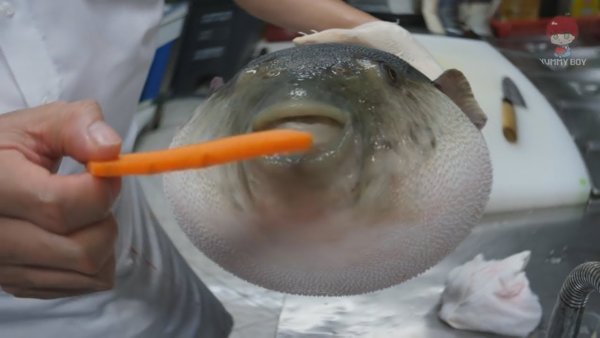 Рыба фугу с морковью