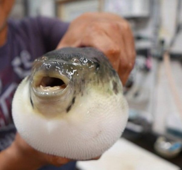 Рыба фугу чучело