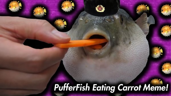 Pufferfish Мем