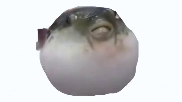 Bruh рыба фугу