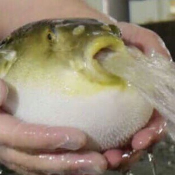 Рыба фугу выплевывает воду