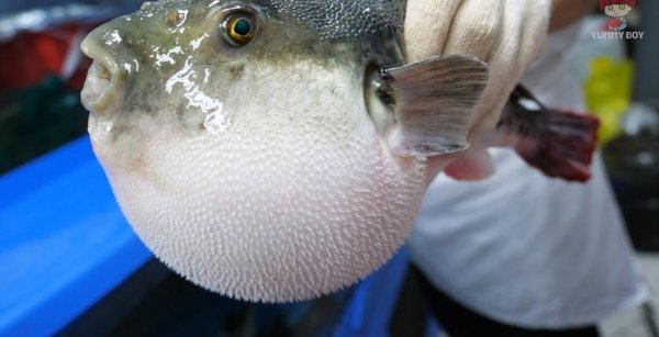 Рыба фугу ест морковь