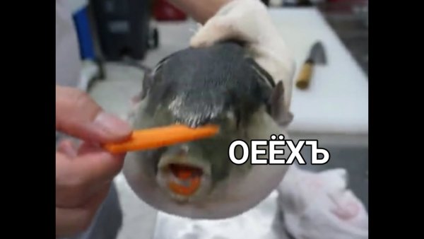 Рыбка фугу ест морковку