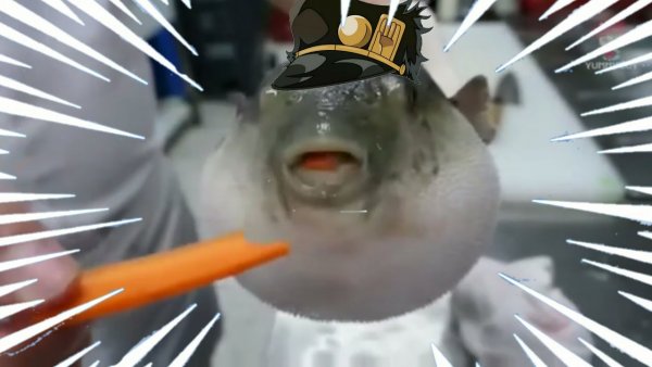 Рыба фугу прикол