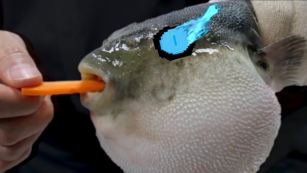 Fugu Fish eats Carrot