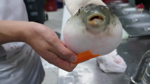 Рыба фугу EUGH