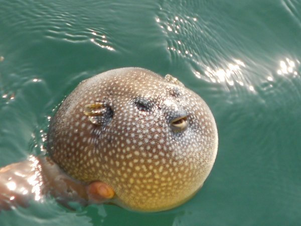 Смешная рыба фугу