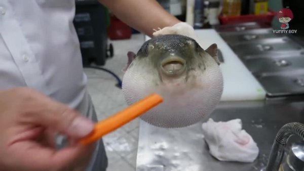 Рыба фугу ест