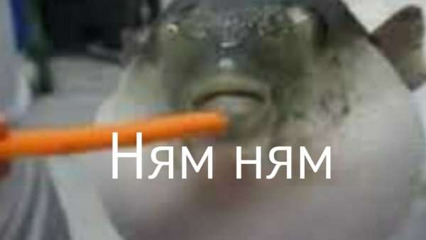 Рыба ест морковь