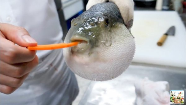 Фугу ядовитая рыба приготовление