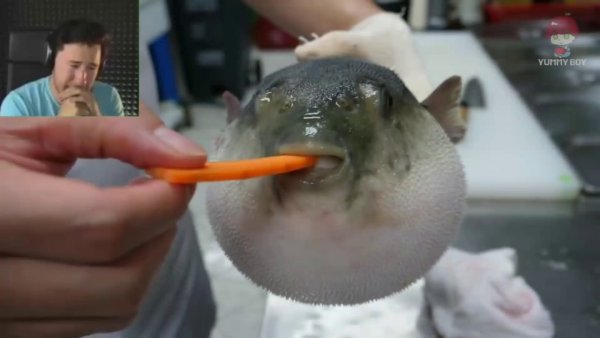 Рыба фугу meme