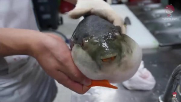 Рыба фугу ест морковку
