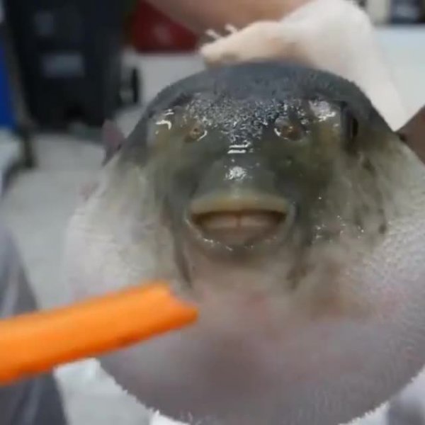 Рыба фугу ест морковь