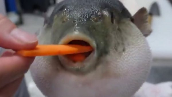 Фугу рыгает