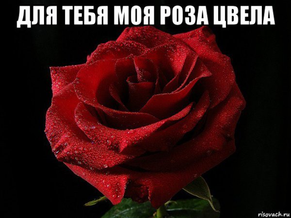 Ты моя роза