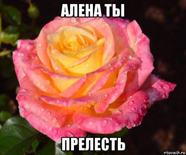 Мемы про розу