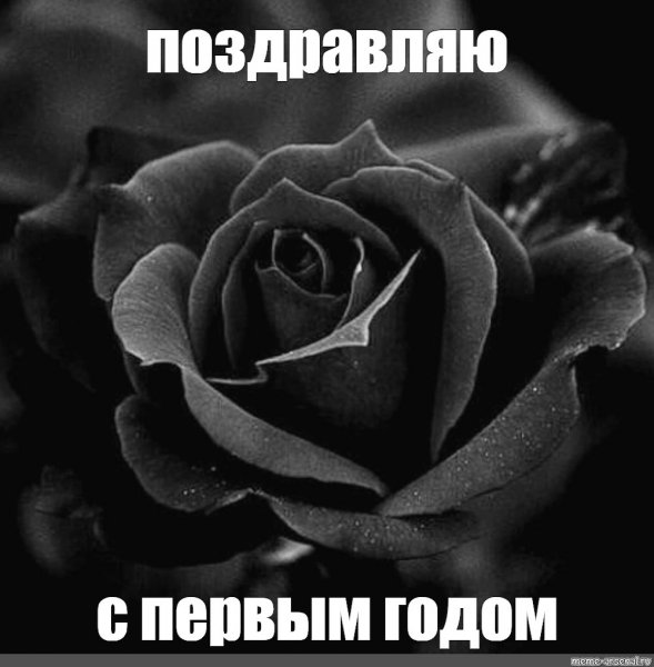 Мемы Розочка