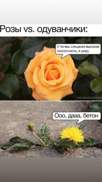 Шутки про цветы