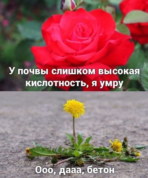 Шутки про розы