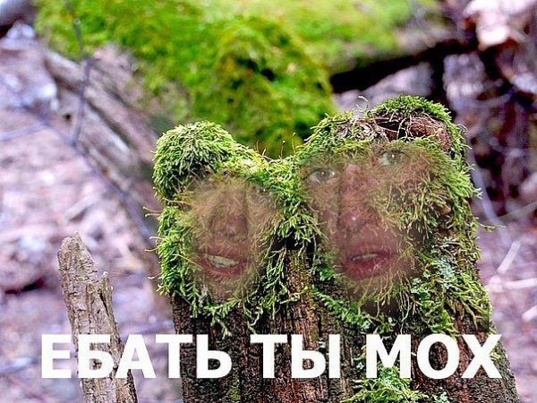 Мемы про мох (48 фото)