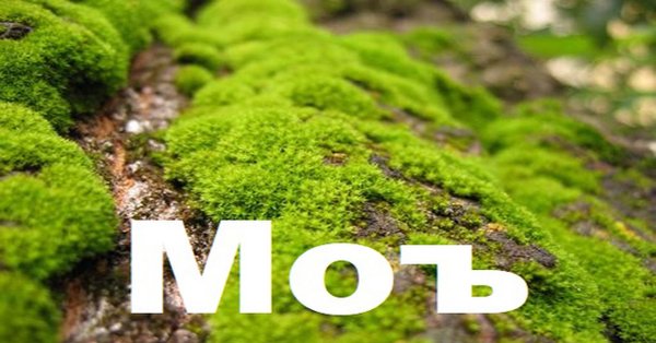 Мемы про мох