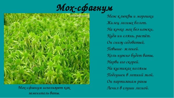 Мох сфагнум интересные факты