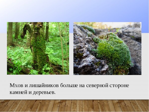 Мхов и лишайников больше на Южной стороне камней и деревьев