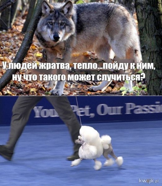 Мемы про новый купальник